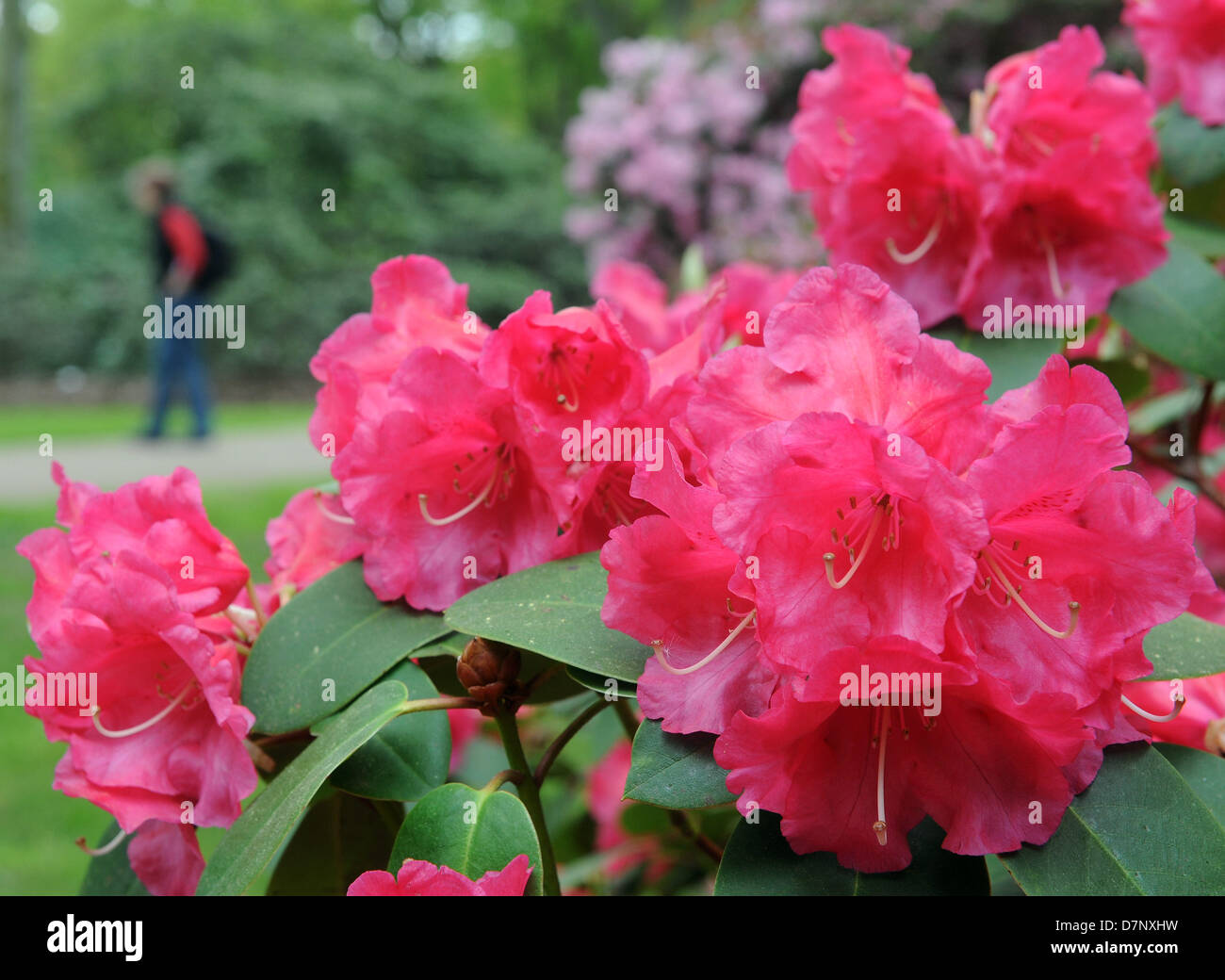 Rhododendren blhen in den Rhododendron-Park in Bremen, Deutschland, 10.  Mai 2013. Natur ist nach dem ungewhnlich langen Winter aufholt. Ein Effekt  ist, dass Rhododendren normalerweise nacheinander blhen, aber jetzt alle  Blumen zur