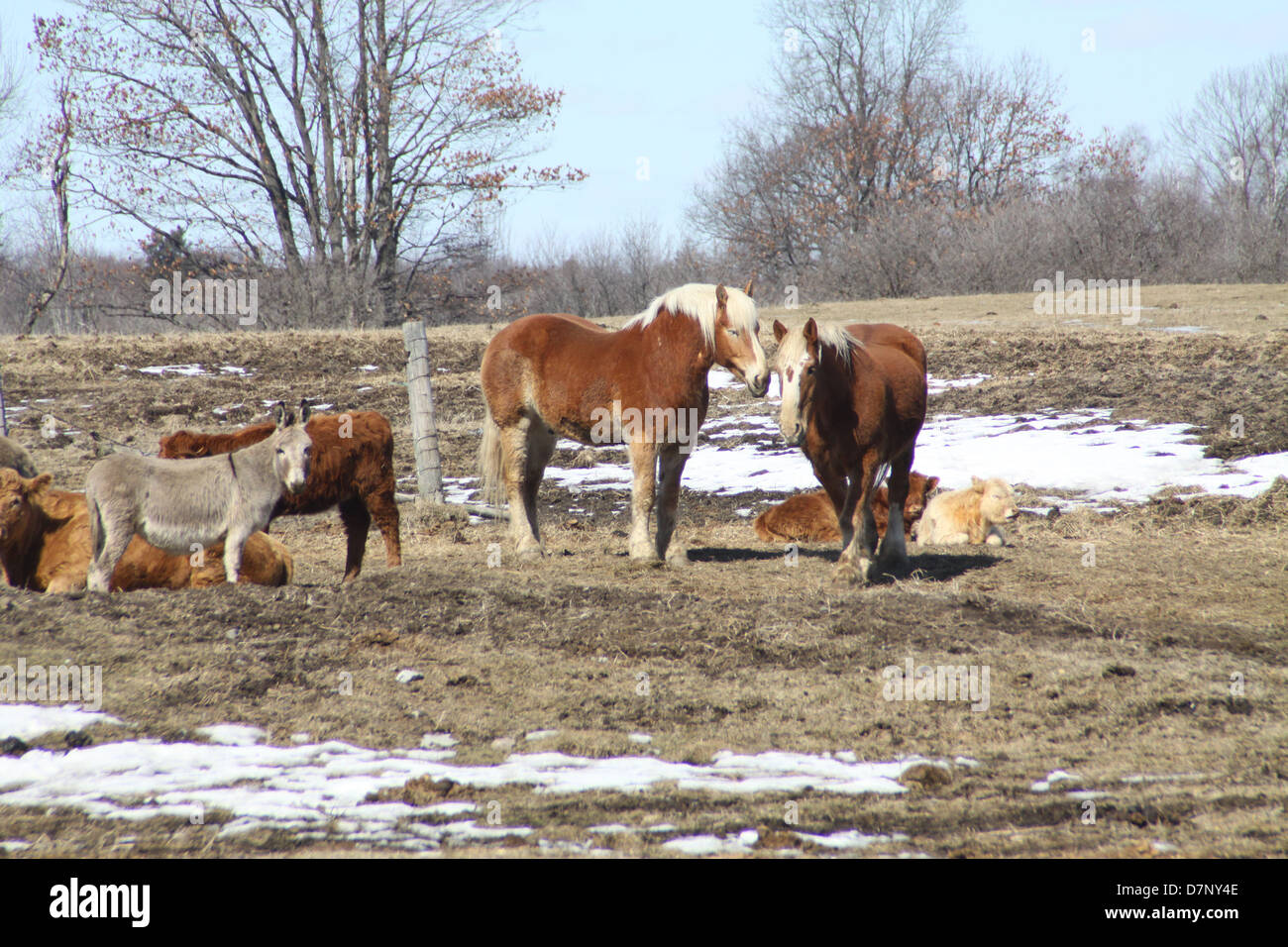 Pferde, Kühe und einen kleinen Esel teilen ein kleines Gebiet in den Hof, der eine kleine Hobby-Bauernhof. Stockfoto