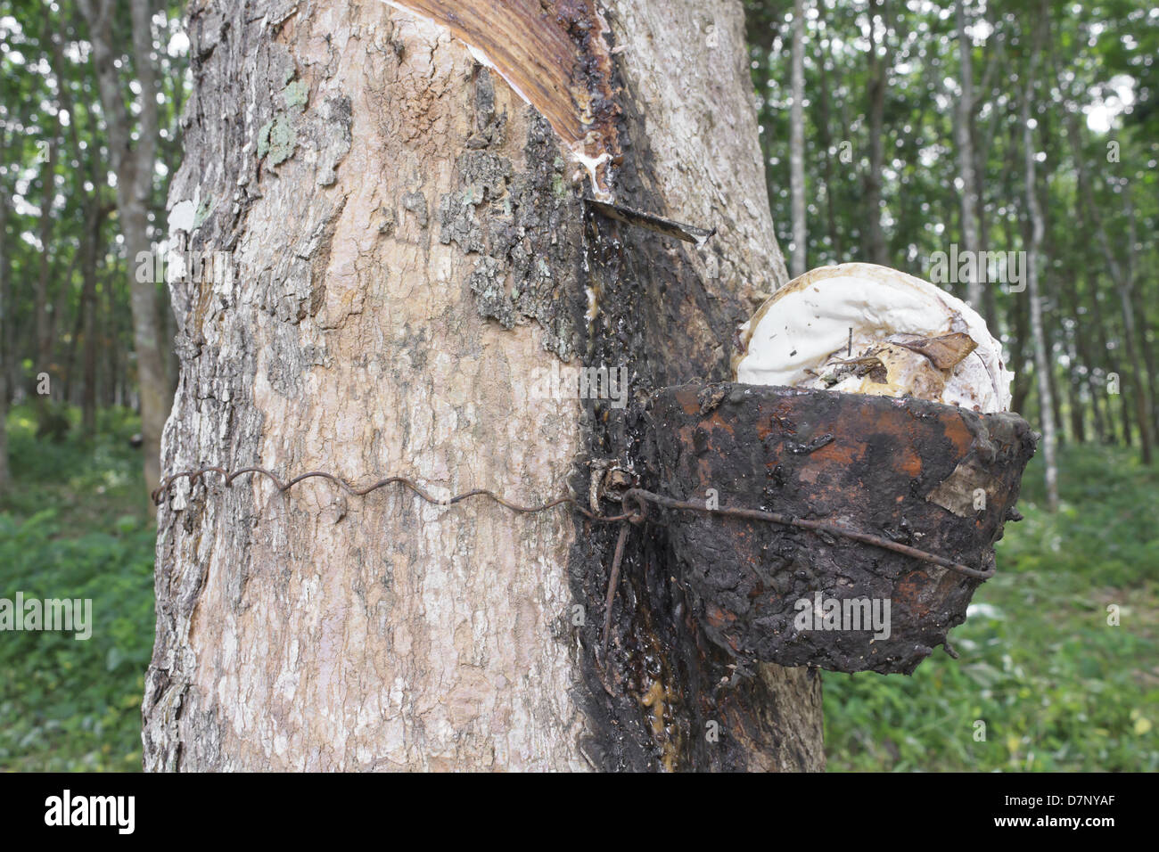 Nahaufnahme des Gummis fließt in die Tasse von einem frischen Schnitt vom Gummibaum Stockfoto