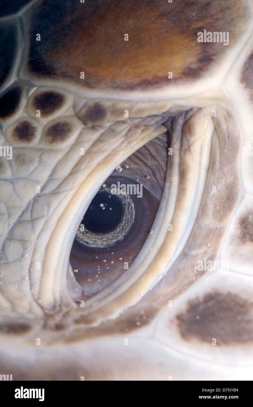 Augen-grüne Meeresschildkröte (Chelonia Mydas), Rotes Meer, Hurghada, Ägypten, Afrika Stockfoto