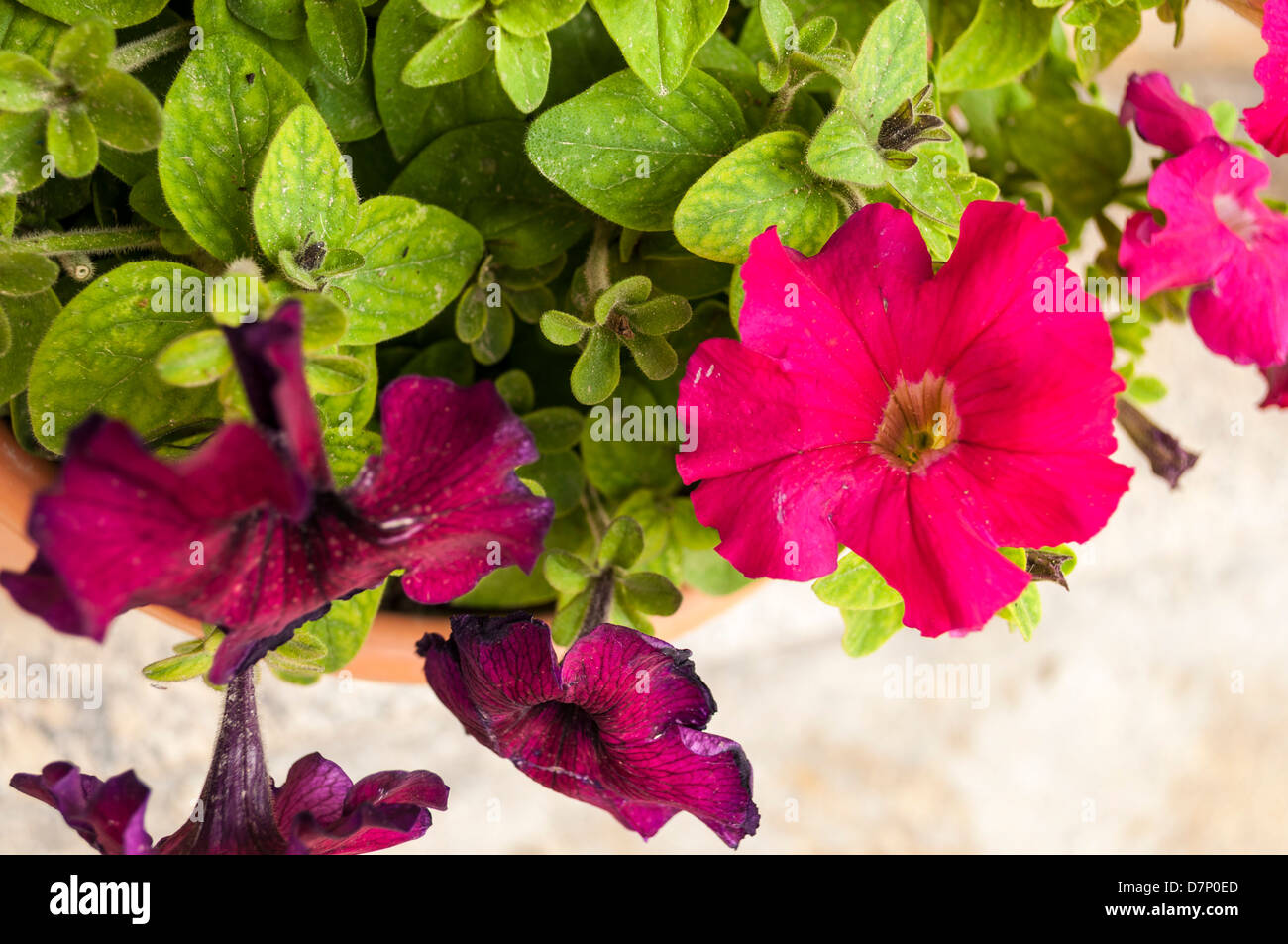 Petunien Stockfoto