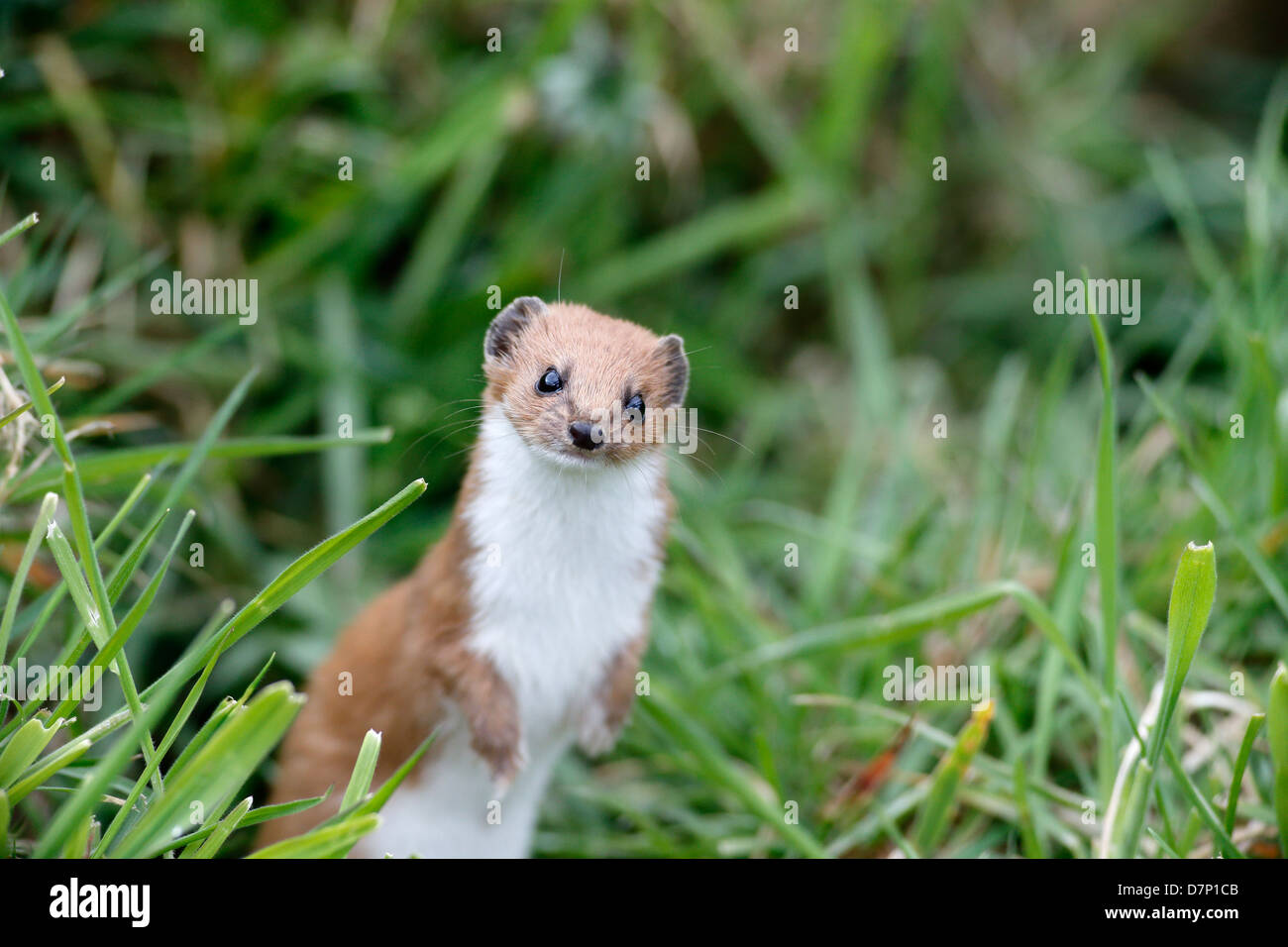 Wiesel, Mustela Nivalis, einziges Säugetier in Rasen, Gefangenschaft, Mai 2013 Stockfoto