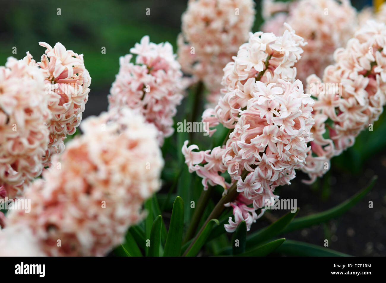 HYAZINTHE FEUERSCHEIN; CLOSE UP Stockfoto