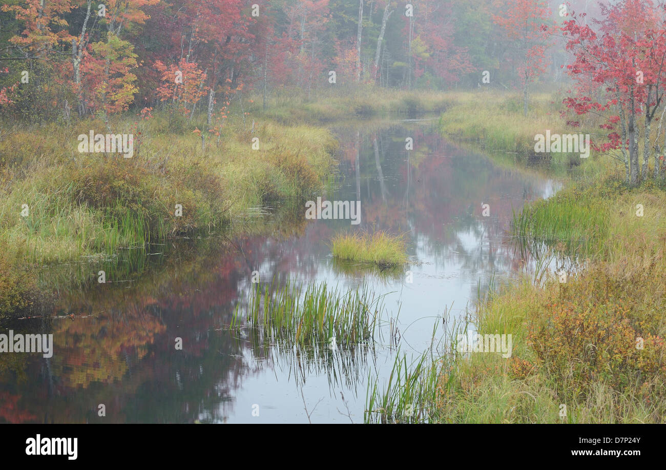 Friedliche Bach schlängelt sich durch die Wälder von Maine in Spitzenzeiten fallen Laub Saison. Stockfoto