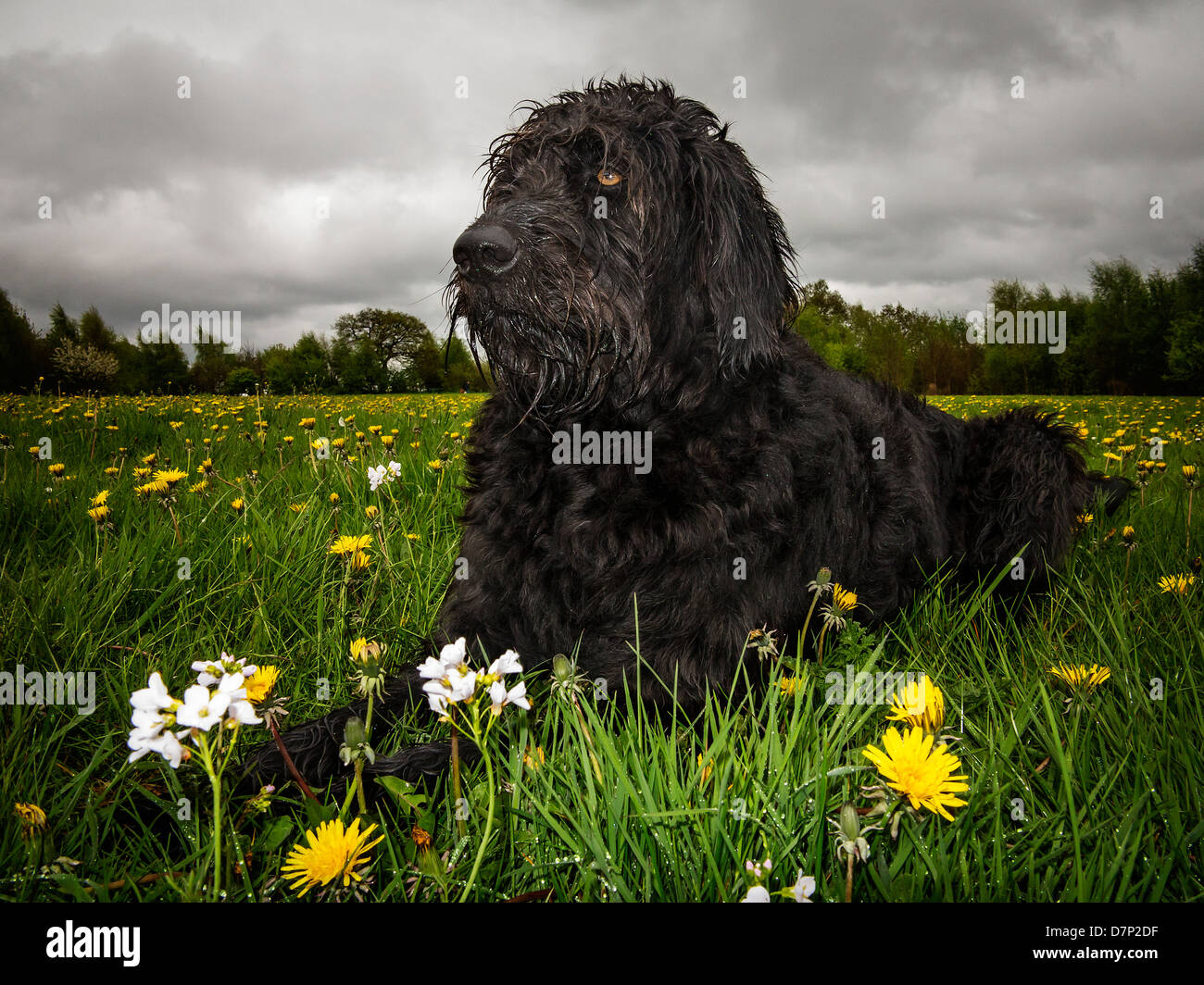 Schwarze Labradoodle liegen in einer Wiese mit Wildblumen an einem stürmischen Tag Stockfoto