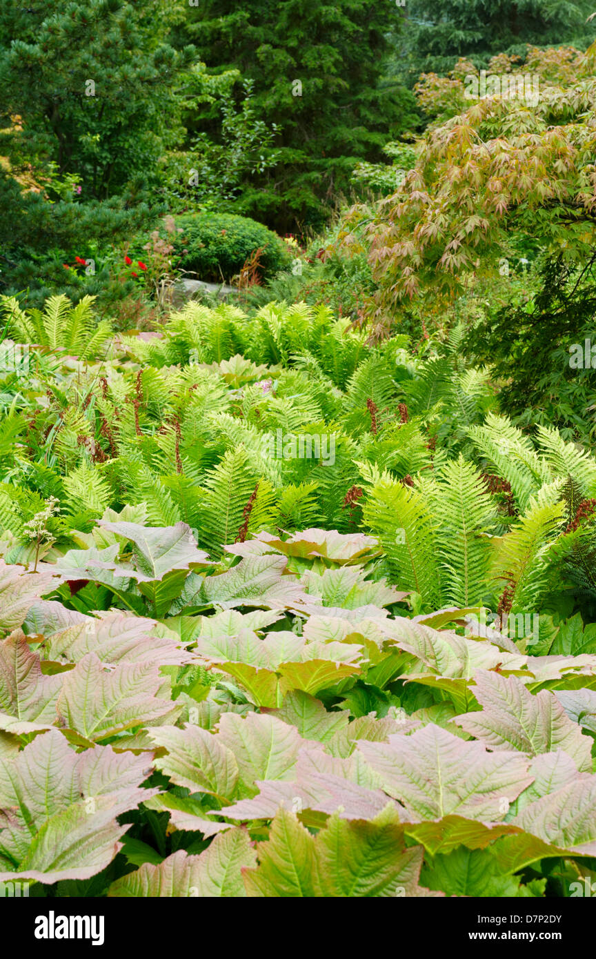 Rheum Palmatum Zier Rhabarber Und Matteuccia Struthiopteris