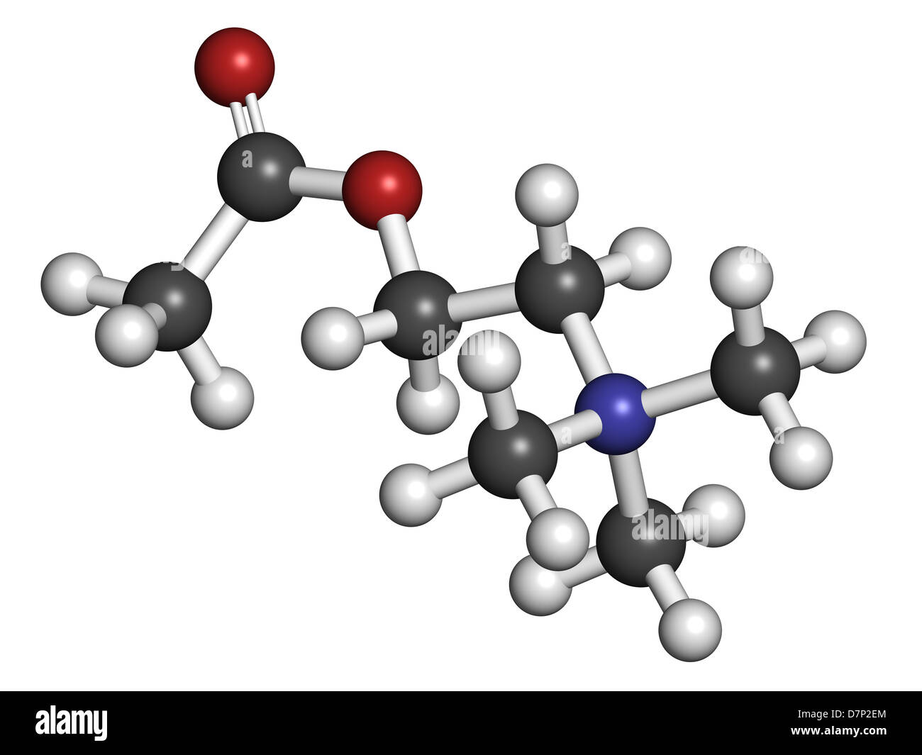 Neurotransmitter Acetylcholin (ACh), molekulare Modell. Atome werden als Kugeln mit konventionellen Farbkodierung dargestellt. Stockfoto