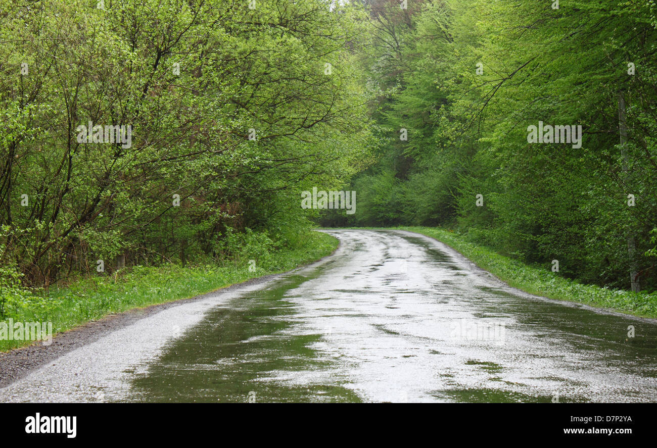 Straße in Wald bei Regenwetter Stockfoto