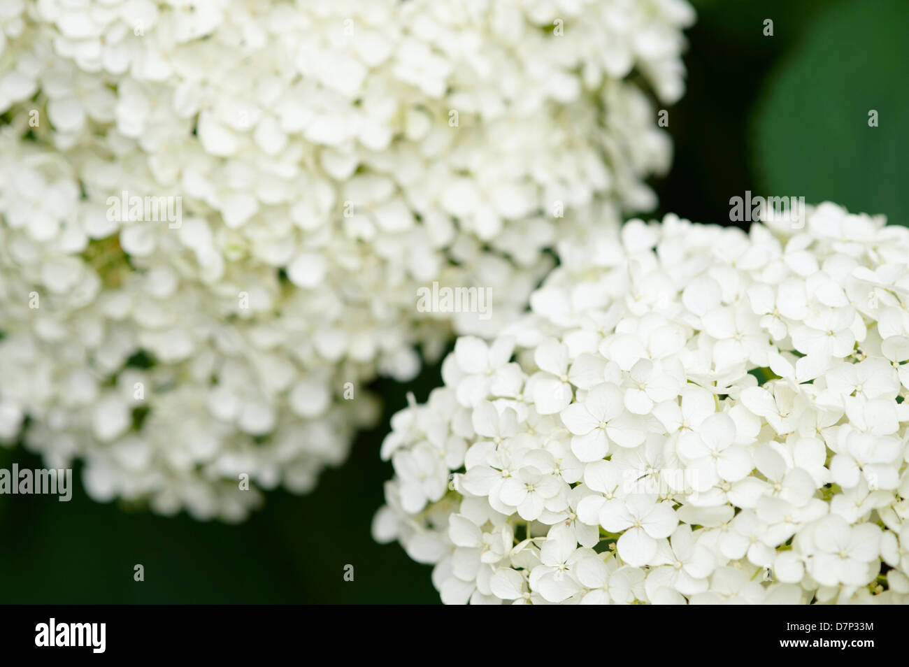 Annabelle blumen -Fotos und -Bildmaterial in hoher Auflösung – Alamy