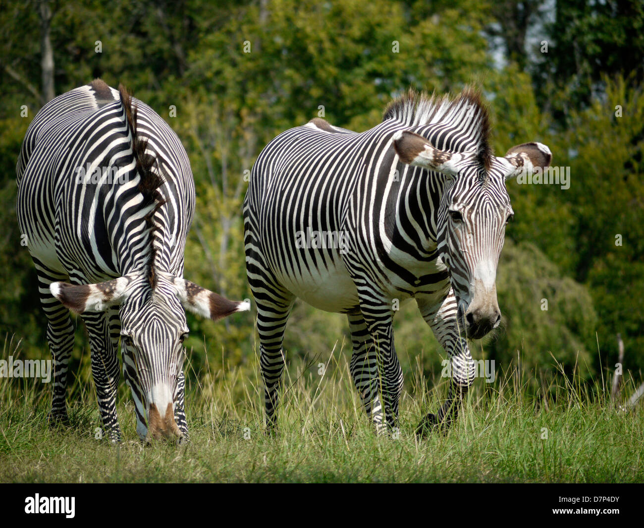 Zwei Zebras der grasen. Stockfoto