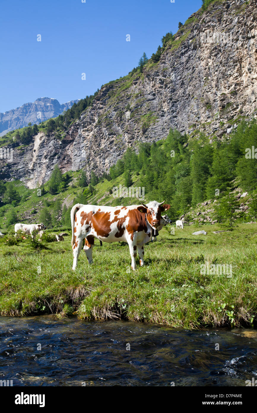 Italienische Kühe an einem sonnigen Tag in der Nähe von Susa, Piemont, Italienische Alpen Stockfoto