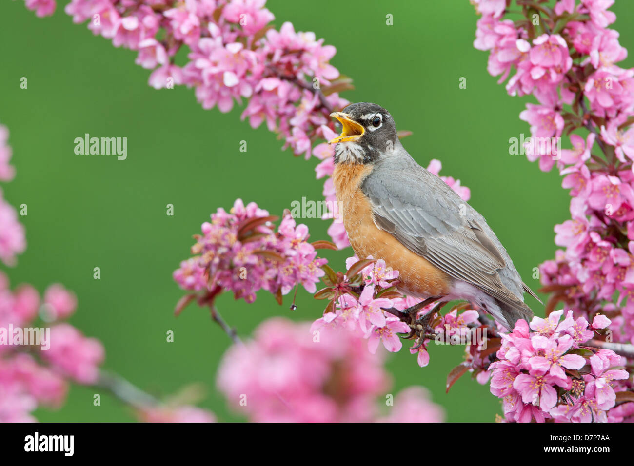 Amerikanischer Robin singt in Crabapple Tree Bird songbird Ornithologie Wissenschaft Natur Tierwelt Umwelt Stockfoto