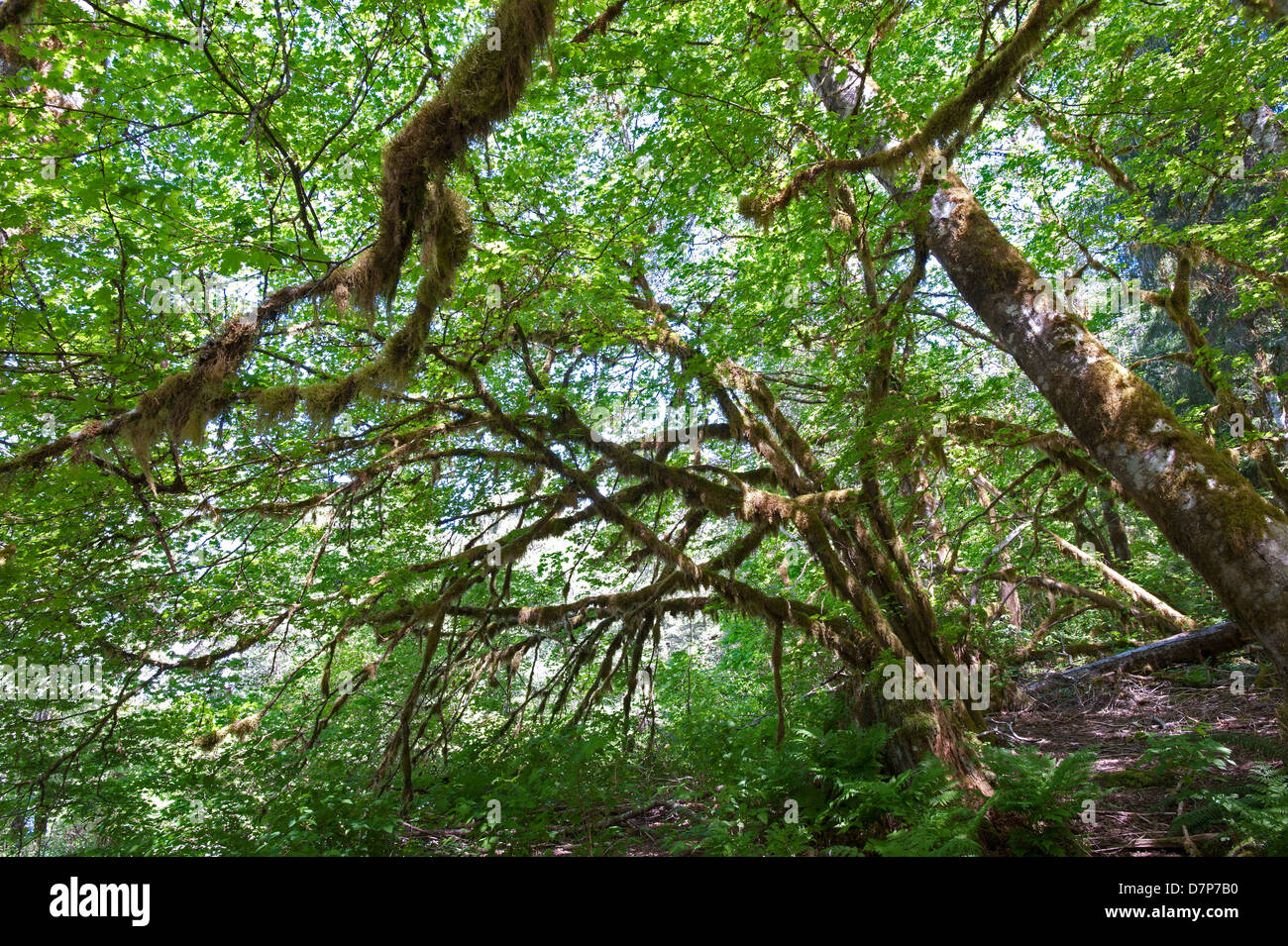 Regen-Urwald mit mossed Boden Stockfoto