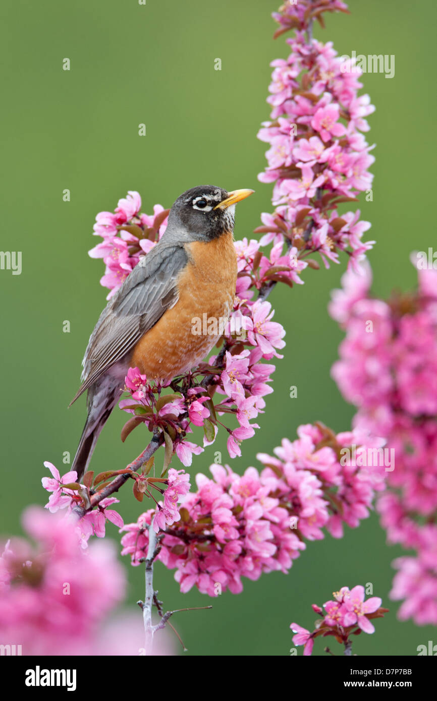 American Robin Barching in Crabapple Flowers - vertikaler Vogel singbird Ornithologie Wissenschaft Natur Tierwelt Umwelt Stockfoto