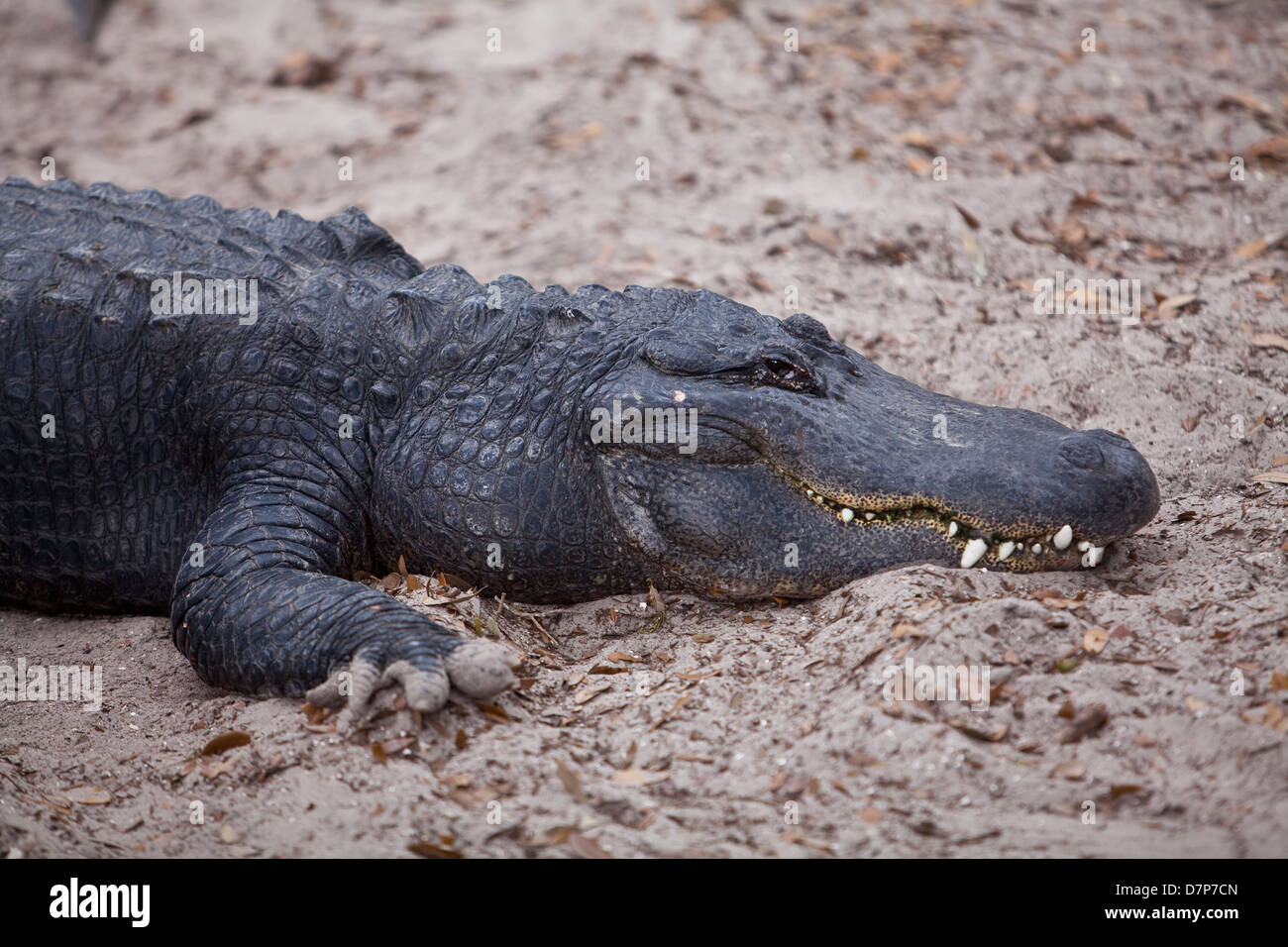 Ein amerikanischer Alligator gilt bei Alligatorfarm Zoological Park in St. Augustine, Florida Stockfoto