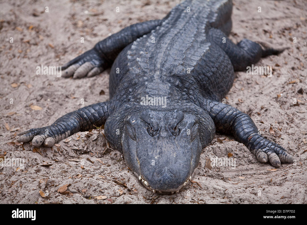 Ein amerikanischer Alligator gilt bei Alligatorfarm Zoological Park in St. Augustine, Florida Stockfoto