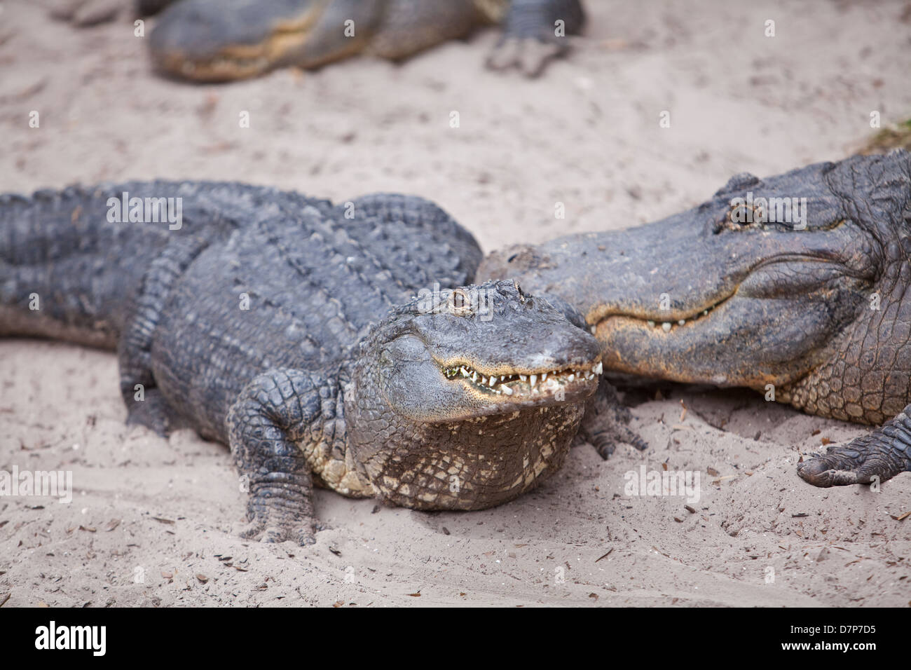 Amerikanische Alligatoren sind bei Alligatorfarm Zoological Park in St. Augustine, Florida zu sehen Stockfoto