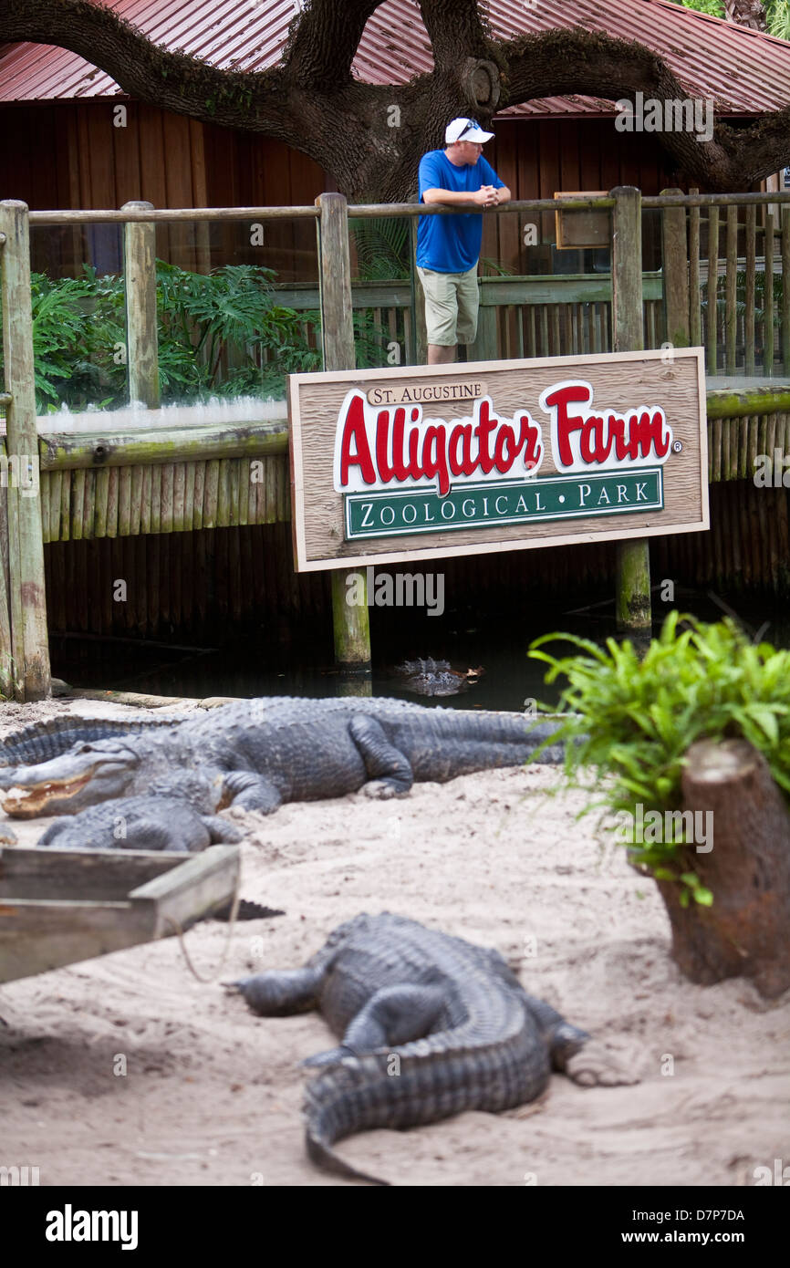 Amerikanische Alligatoren sind bei Alligatorfarm Zoological Park in St. Augustine, Florida zu sehen Stockfoto