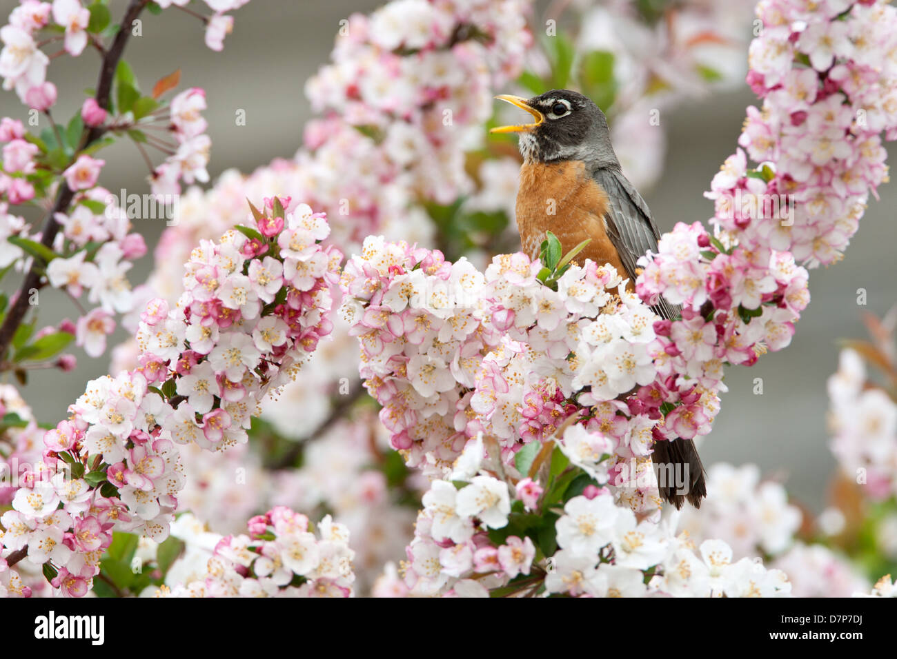 Amerikanischer Robin singt in Crabapple Tree Bird songbird Ornithologie Wissenschaft Natur Tierwelt Umwelt Stockfoto