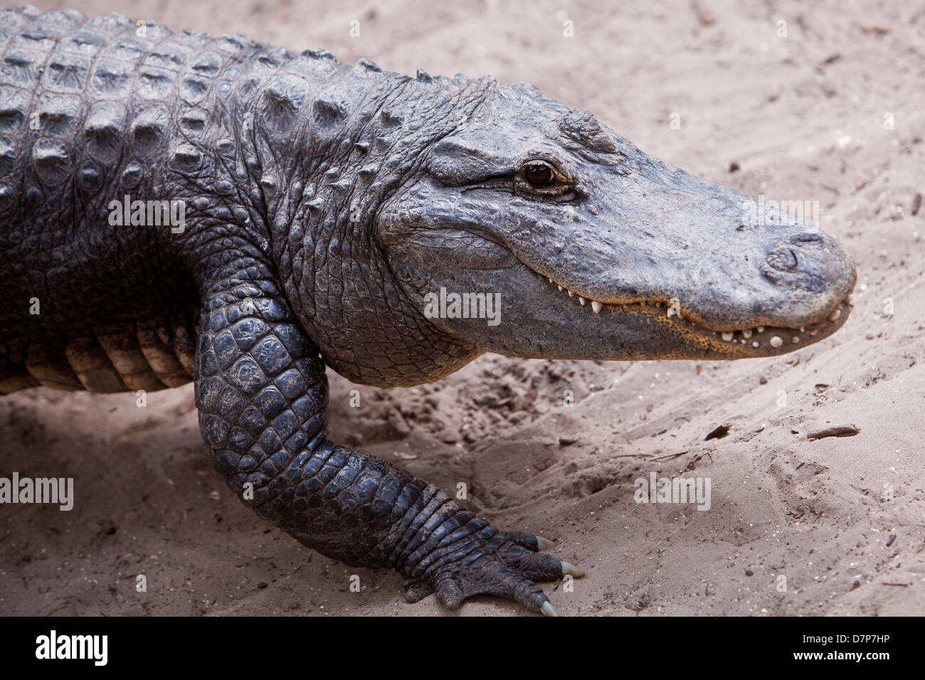 Ein amerikanischer Alligator gilt bei Alligatorfarm Zoological Park in St. Augustine, Florida Stockfoto