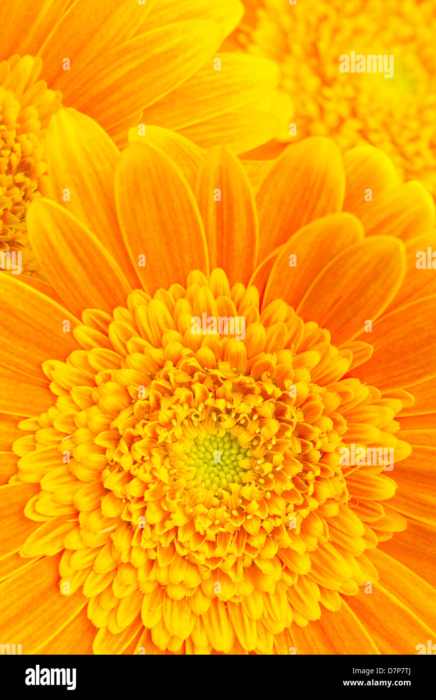 Blumen Hintergrund - gelb orange Gerber Gänseblümchen Makro Stockfoto