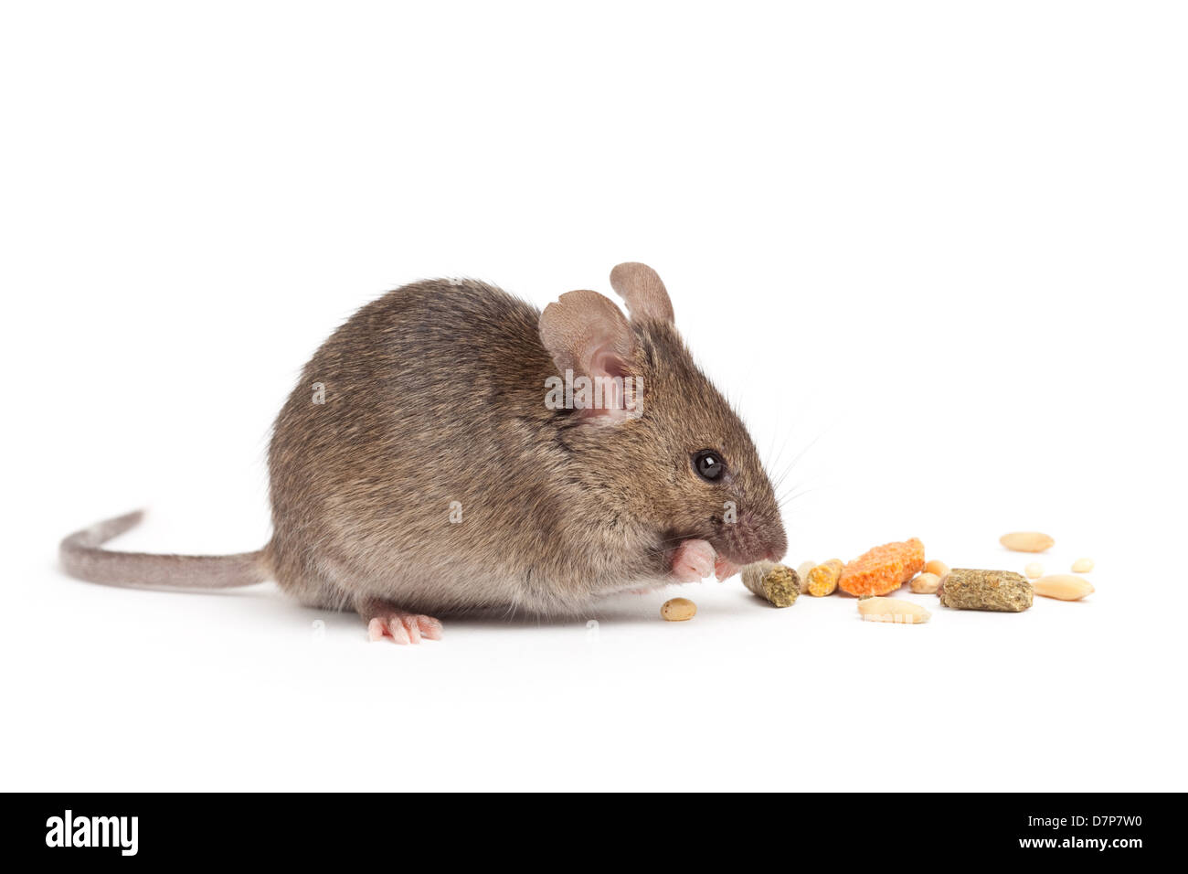 süße graue Maus Essen isolierten auf weißen Hintergrund Stockfoto