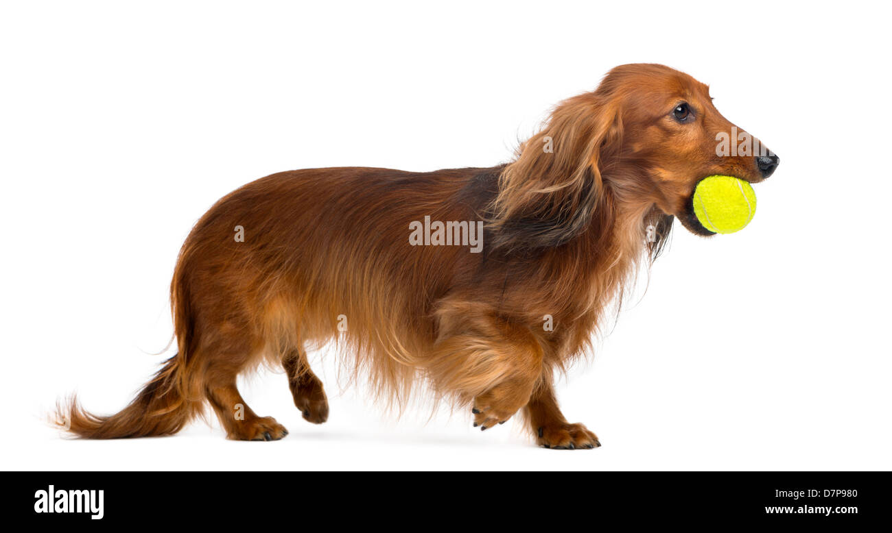 Dackel, 4 Jahre alt, zu Fuß mit Tennisball im Mund vor weißem Hintergrund Stockfoto