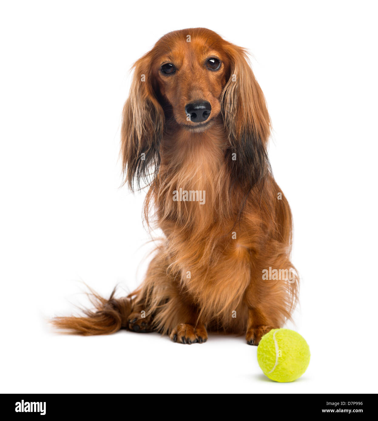 Dackel, 4 Jahre alt, mit Tennisball auf weißen Hintergrund Stockfoto