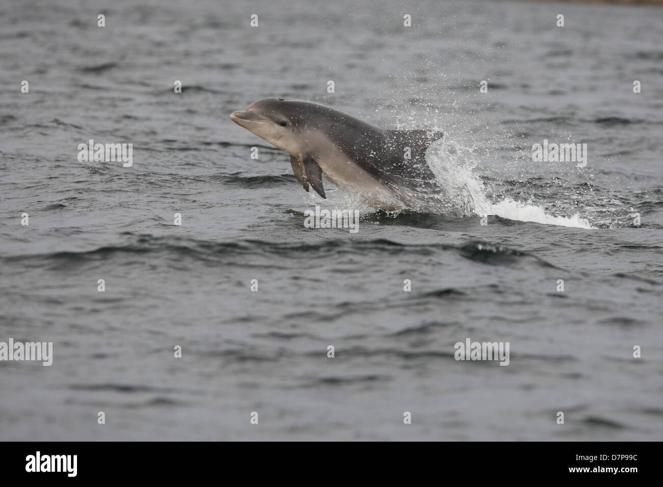 Bottlenose Dolphin Kalb (Tursiops Truncatus) Verletzung in den Moray Firth. Schottland. Stockfoto