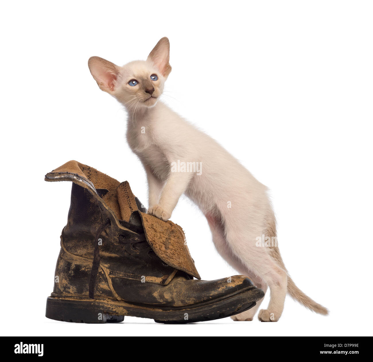 Orientalisch Kurzhaar Kätzchen stehen auf schmutzigen Stiefel vor weißem Hintergrund Stockfoto