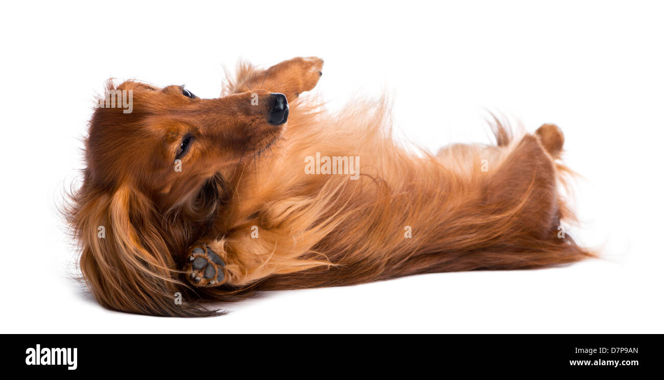 Dackel, 4 Jahre alt, Rollen gegenüber weißen Hintergrund Stockfoto