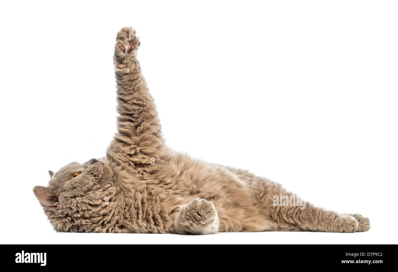 Selkirk Rex liegend und erreichte vor weißem Hintergrund Stockfoto