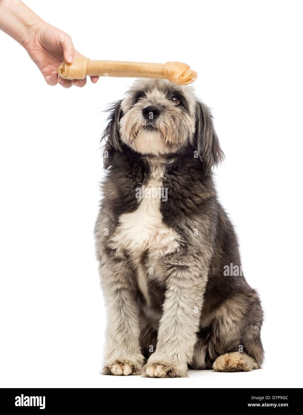 Mischling Hund, 4 Jahre alt, Blick auf Knochen statt vor weißem Hintergrund Stockfoto