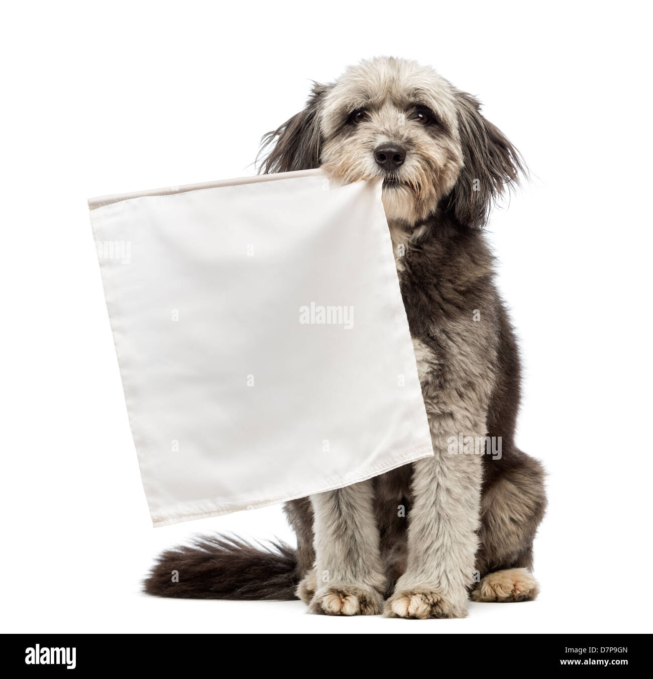 Kreuzen Sie Hund, 4 Jahre alt, hält weiße Fahne vor weißem Hintergrund Stockfoto