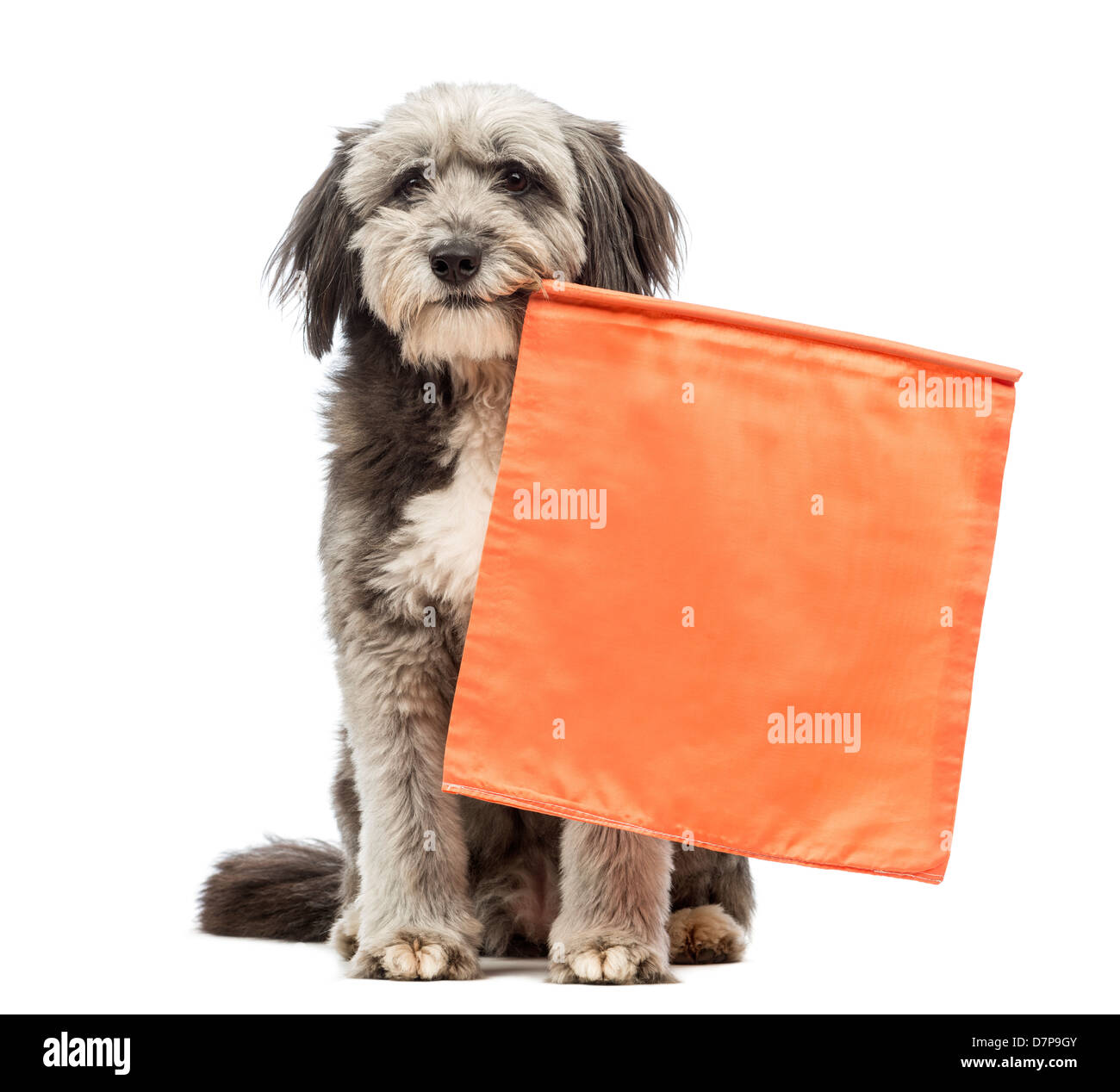 Kreuzen Sie Hund, 4 Jahre alt, hält orange Flagge vor weißem Hintergrund Stockfoto