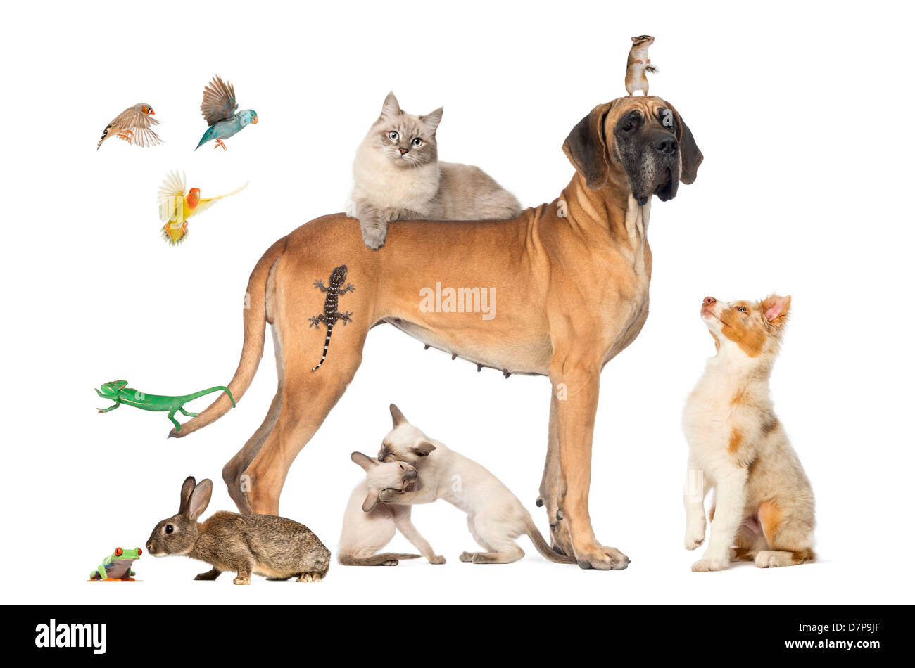 Gruppe von Tieren, einschließlich Hunde, Katzen, Vögel, Eidechsen und eine Maus vor weißem Hintergrund Stockfoto