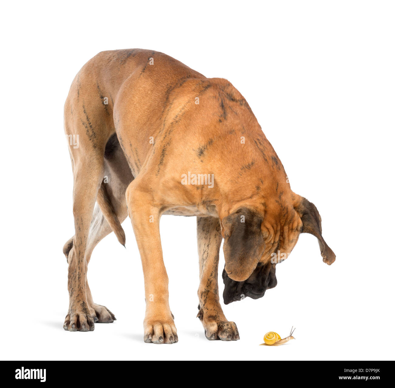 Blick auf eine Schnecke vor weißem Hintergrund Deutsche Dogge Stockfoto