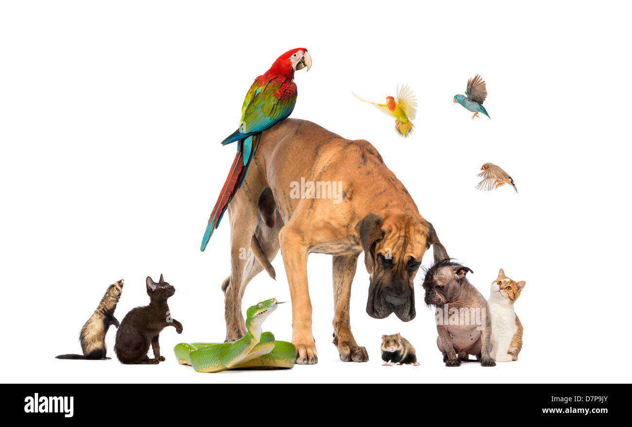 Gruppe von Tieren, einschließlich Hunde, Katzen, Vögel, Schlange und eine Maus vor weißem Hintergrund Stockfoto