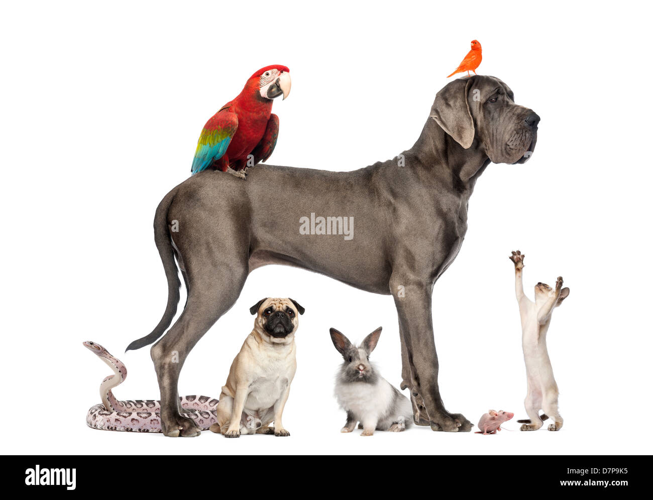 Gruppe von Tieren, einschließlich Hunde, Katzen, Vögel, Schlange und Kaninchen vor weißem Hintergrund Stockfoto
