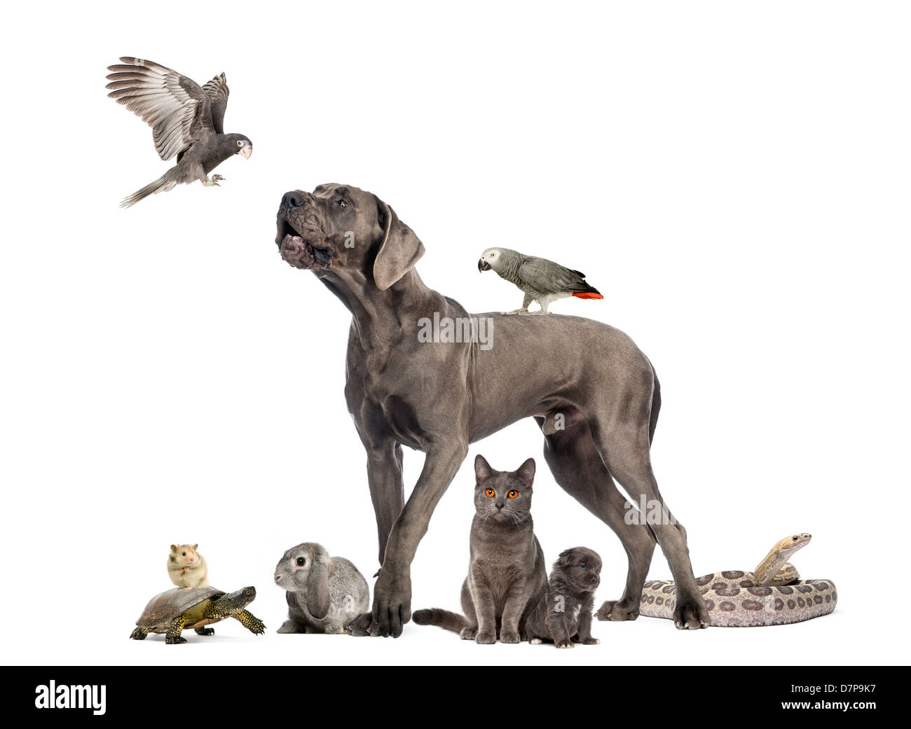 Gruppe von Tieren, einschließlich Hunde, Katzen, Vögel, Schlange und Kaninchen vor weißem Hintergrund Stockfoto