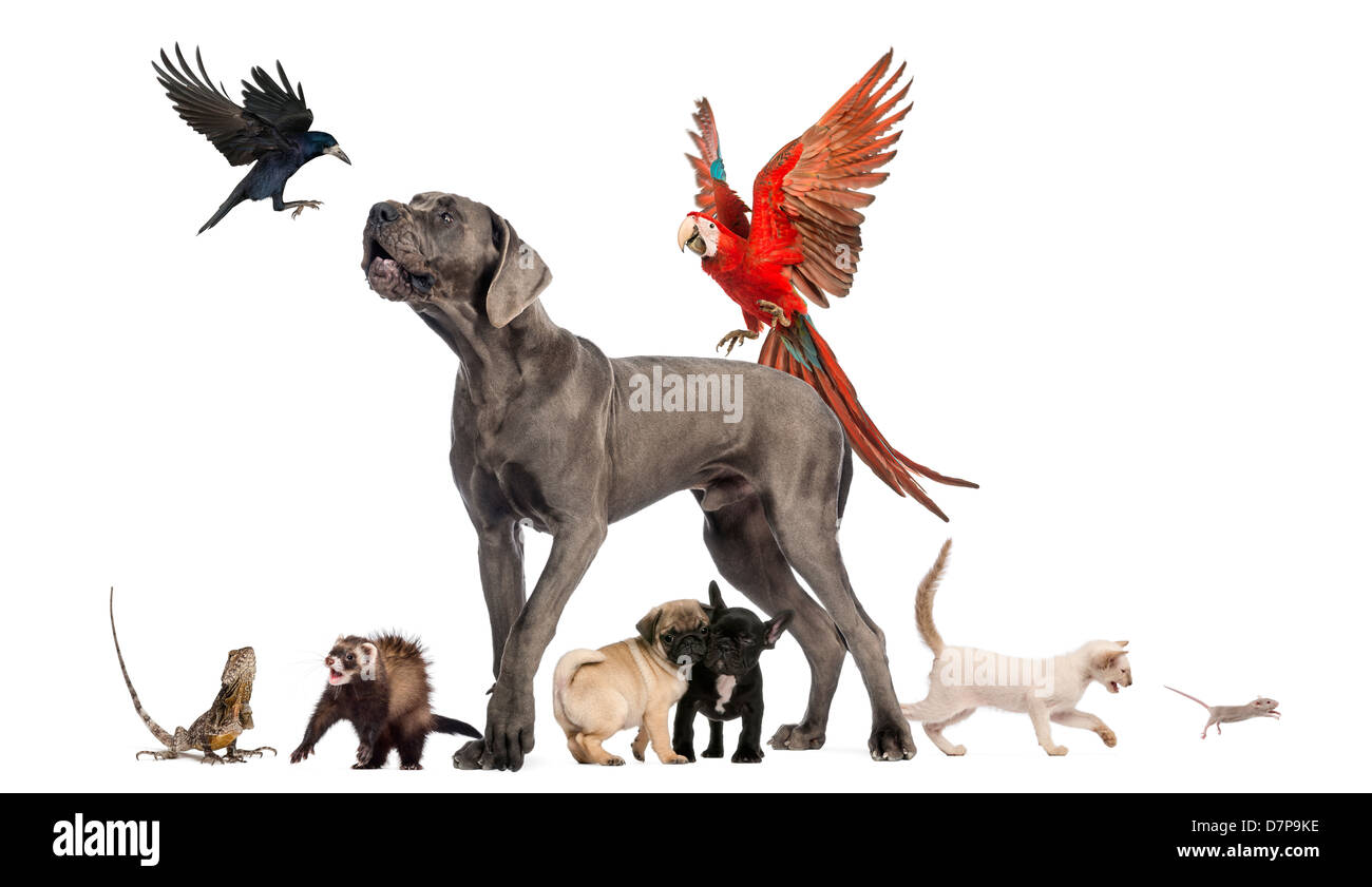Gruppe von Tieren, einschließlich Hunde, Katzen, Vögel, Eidechsen und Frettchen vor weißem Hintergrund Stockfoto