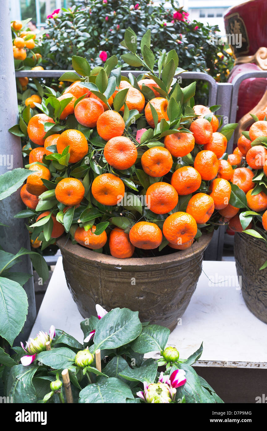 dh Flower Market MONG KOK HONG KONG Chinese New Year Minature kleiner Orangenbaum im Topfmarkt Stall zeigt mongkok Obstbäume Stockfoto