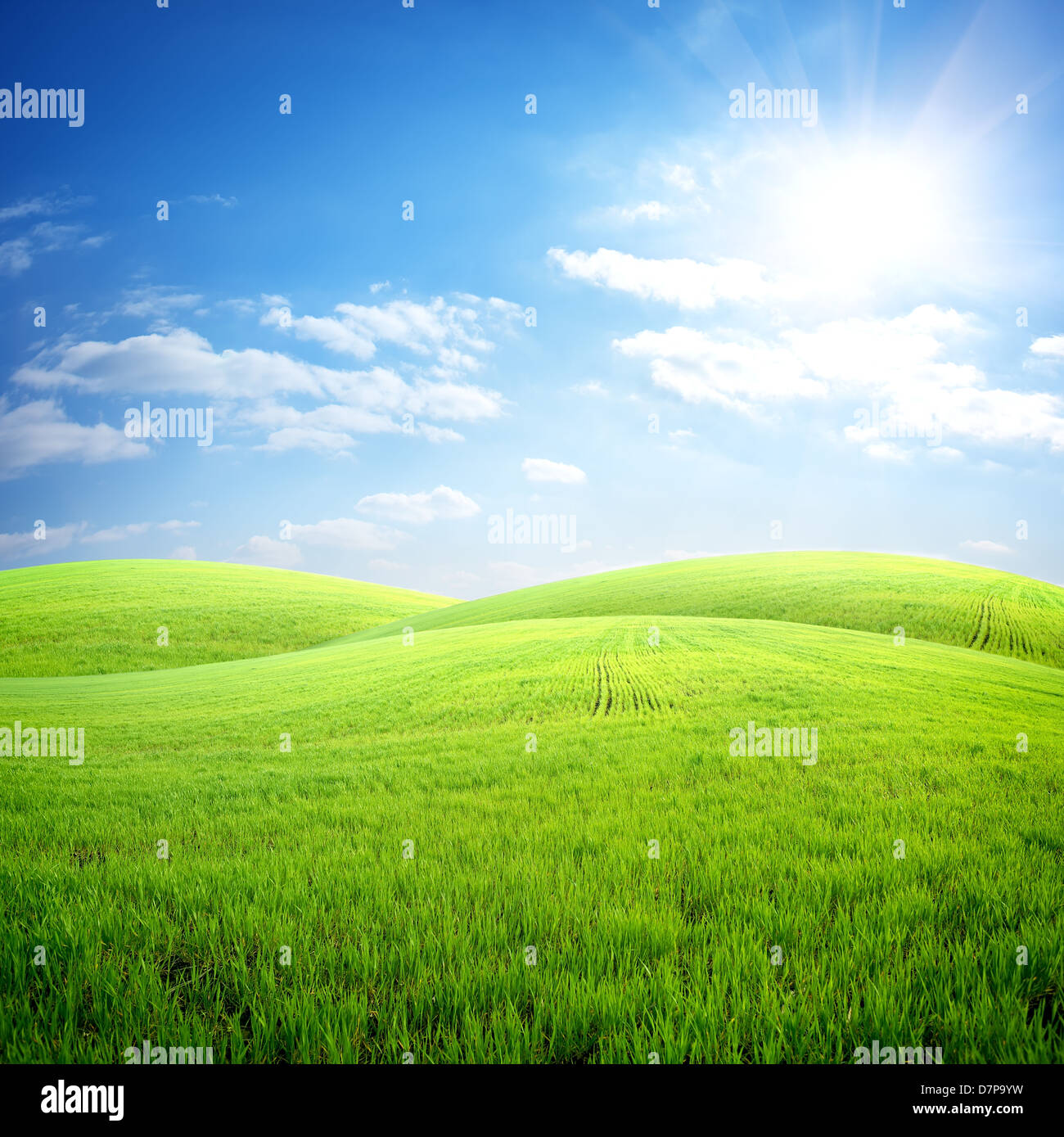 Bereich des frischen Grases auf einem Hintergrund des blauen Himmels Stockfoto