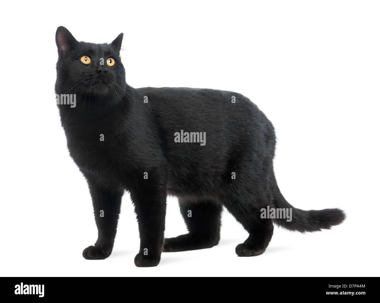 Schwarze Katze auf der Suche auf weißem Hintergrund Stockfoto