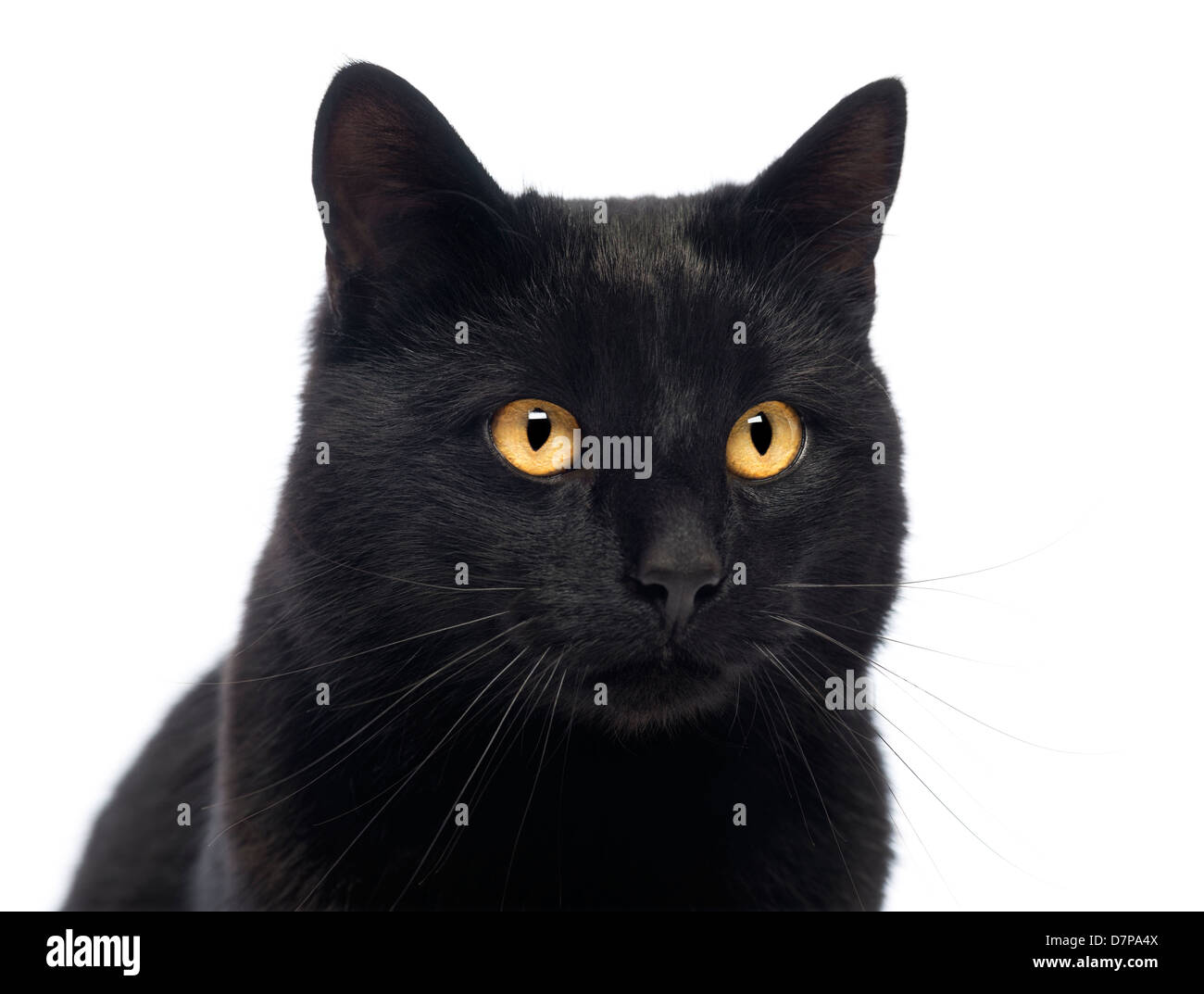 Nahaufnahme einer Katze Schwarz vor weißem Hintergrund Stockfoto