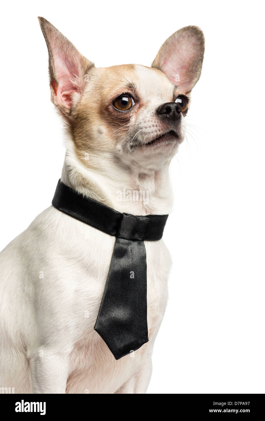 Chihuahua, 2 Jahre alt, mit einer Krawatte vor weißem Hintergrund Stockfoto