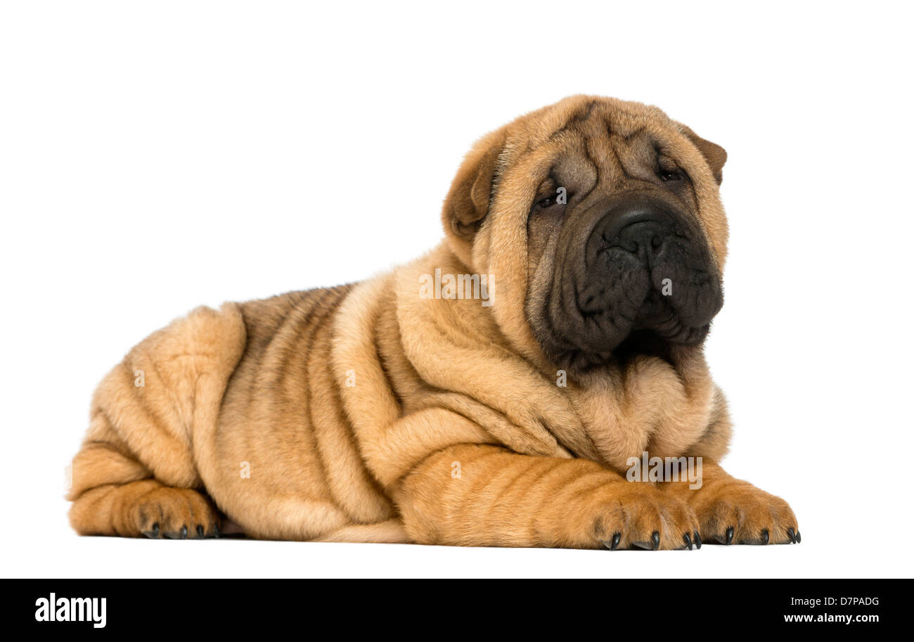 Shar pei Welpen, 11 Wochen alt, liegend vor weißem Hintergrund Stockfoto