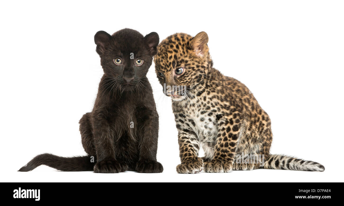 Schwarz und Spotted Leopard Cubs, 3 und 7 Wochen alt, sitzen nebeneinander vor weißem Hintergrund Stockfoto