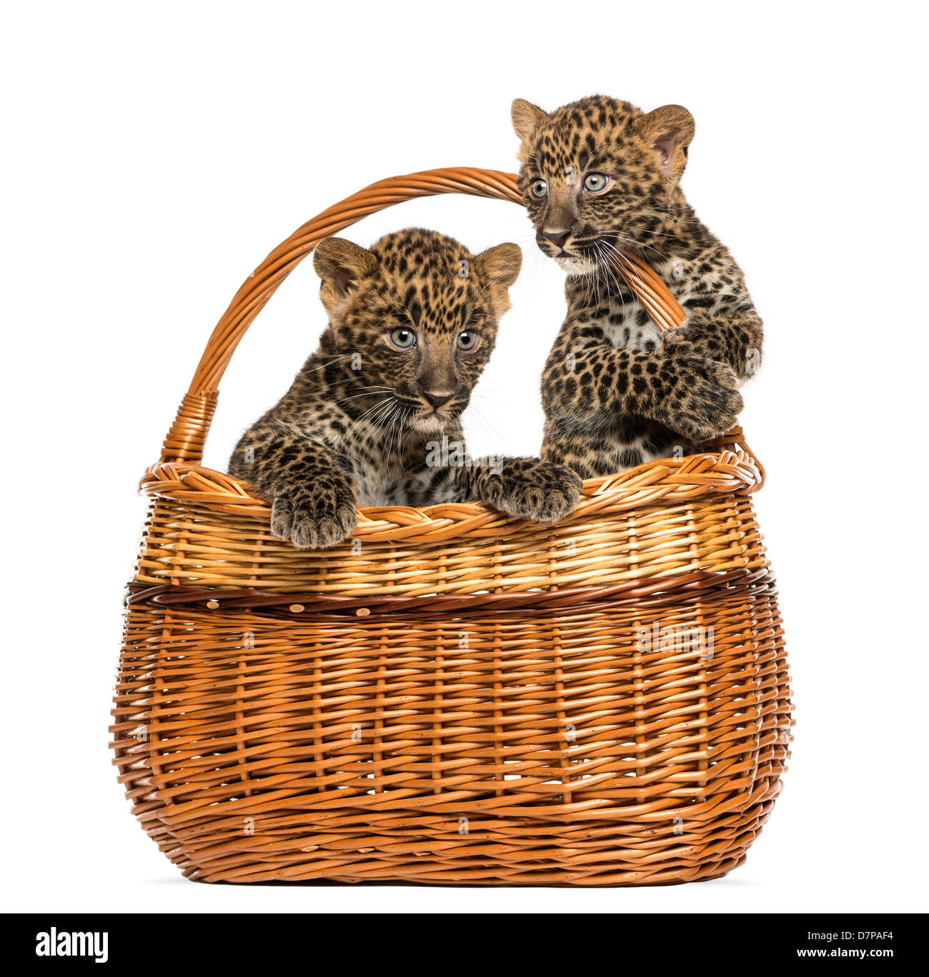 Zwei Spotted Leopard Cubs, Panthera Pardus, im Weidenkorb auf weißen Hintergrund Stockfoto