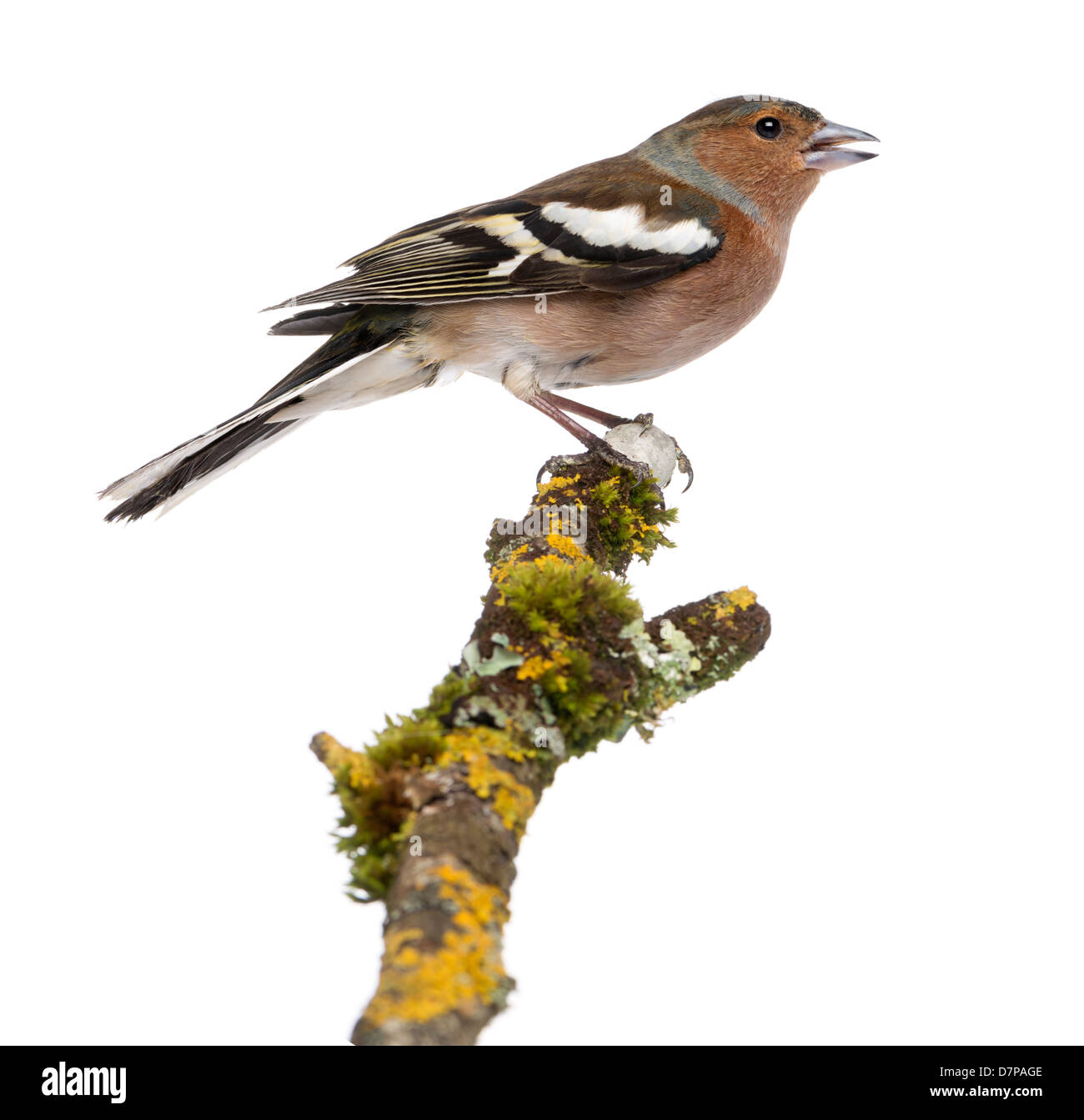 Männliche gemeinsame Buchfink, Fringilla Coelebs, thront auf einem Ast vor weißem Hintergrund Stockfoto